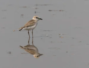 White-fronted Plover Anarhynchus marginatus