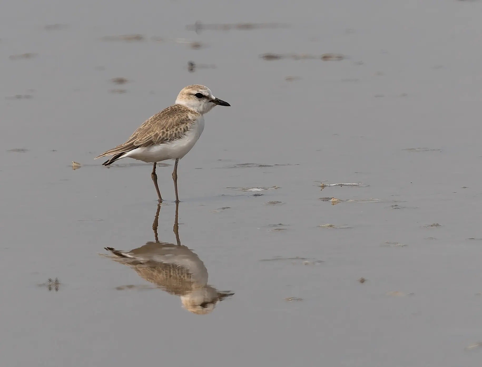 White-fronted Plover Anarhynchus marginatus