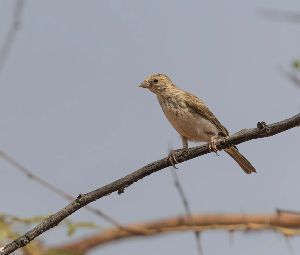 White-rumped Seedeater Crithagra leucopygia