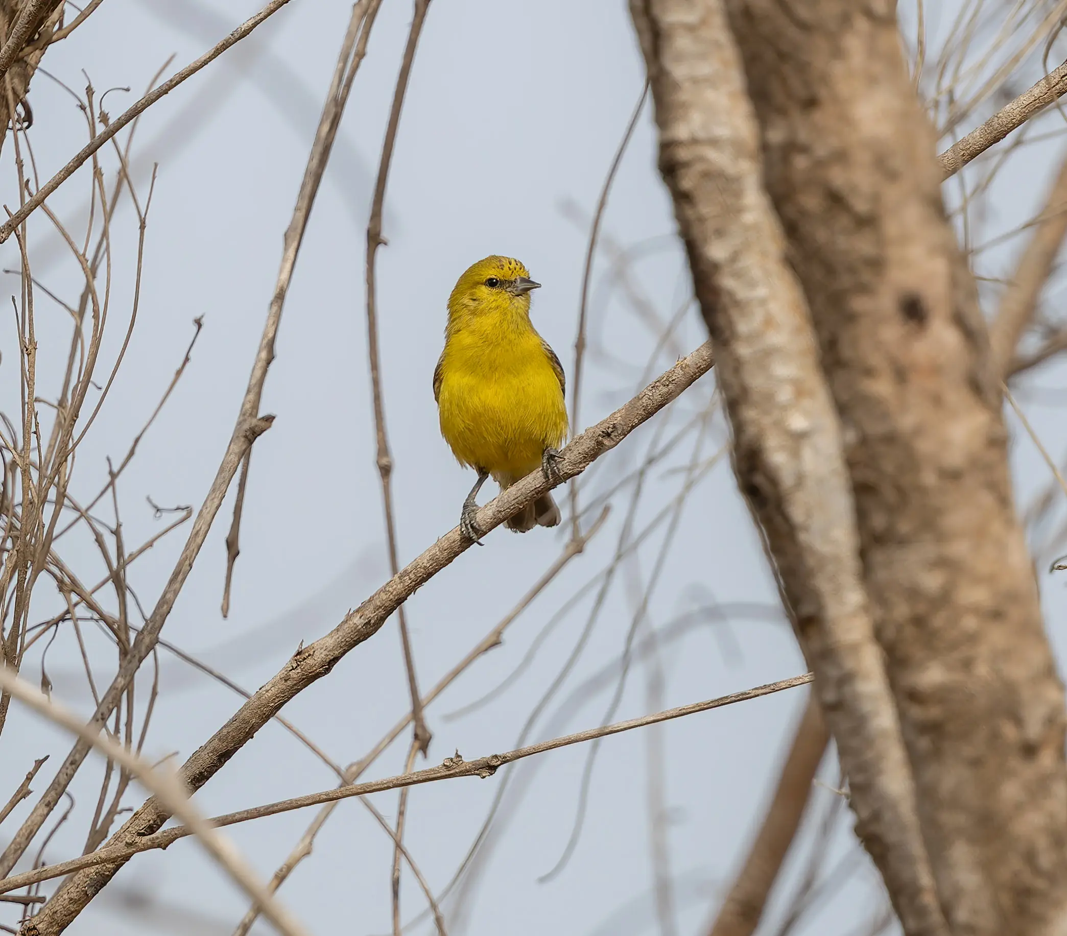 Yellow Penduline Tit Anthoscopus parvulus