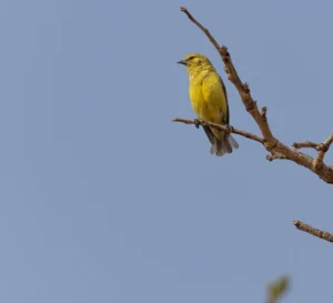 Yellow Penduline Tit Anthoscopus parvulus