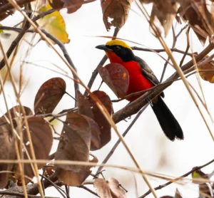 Yellow-crowned Gonolek Laniarius barbarous