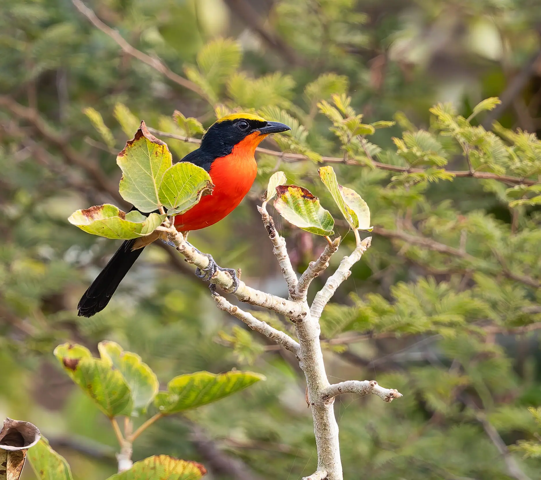 Yellow-crowned Gonolek Laniarius barbarous