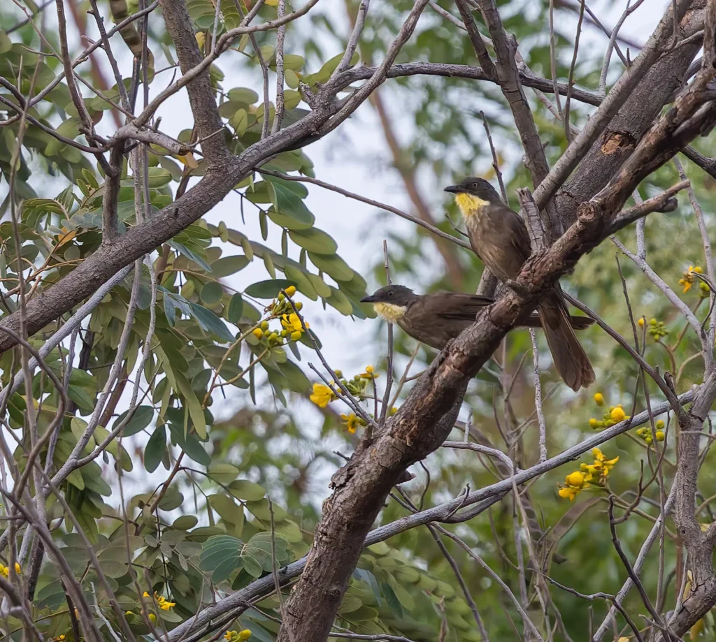 Yellow-gorgeted Greenbul Atimastillas flavicollis