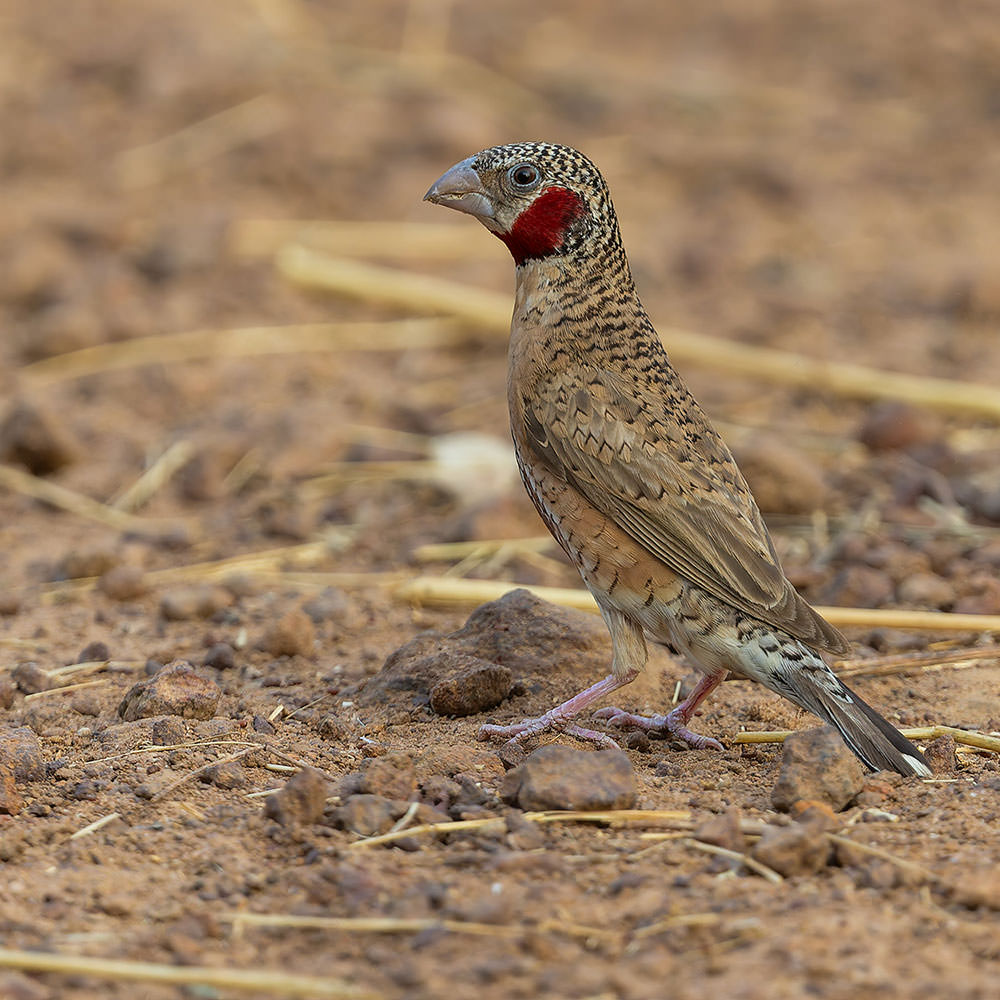 Cut-throat Amadina fasciata