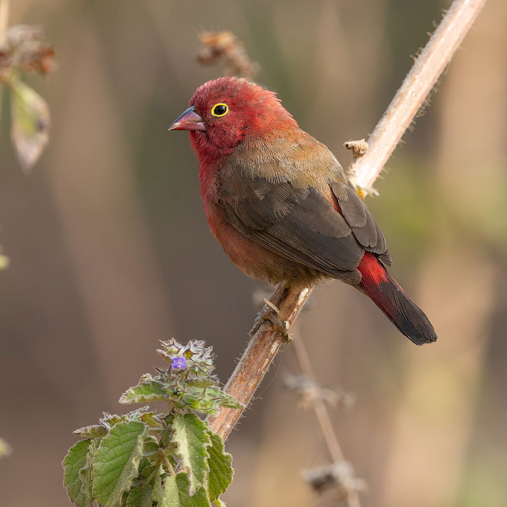 Red-billed Firefinch Lagonosticta senegala
